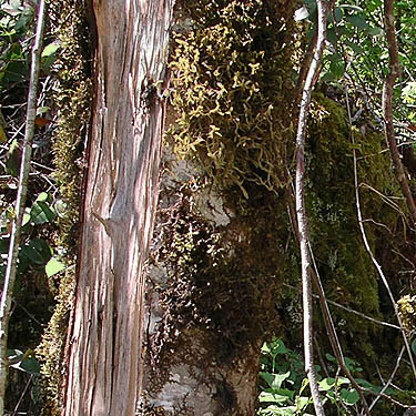 moss on alder tree, Centralia-Alpha Road, 4.5 miles west of Alpha, Lewis County, Washington