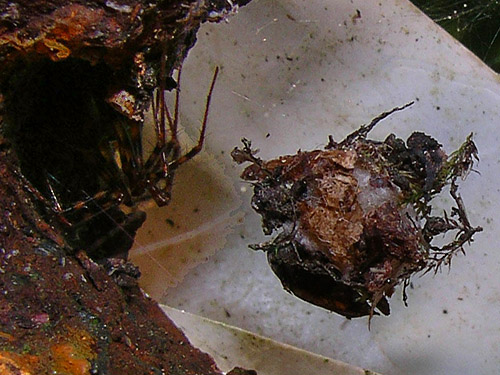 pimoid spider Pimoa altioculata with egg sac, Centralia-Alpha Road, 4.5 miles west of Alpha, Lewis County, Washington