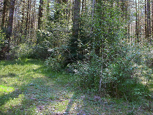 shady area of western hemlock forest, Centralia-Alpha Road, 4.5 miles west of Alpha, Lewis County, Washington