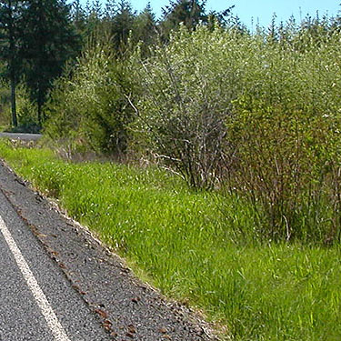 grassy roadside verge, Centralia-Alpha Road, 4.5 miles west of Alpha, Lewis County, Washington