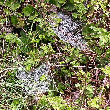 wet webs on the ground, Centralia-Alpha Road, 4.5 miles west of Alpha, Lewis County, Washington