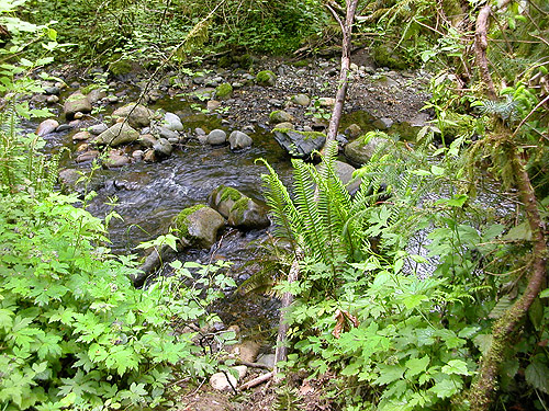 Verne Samuelson Trail, Valley Creek, S edge Port Angeles, Clallam County, Washington