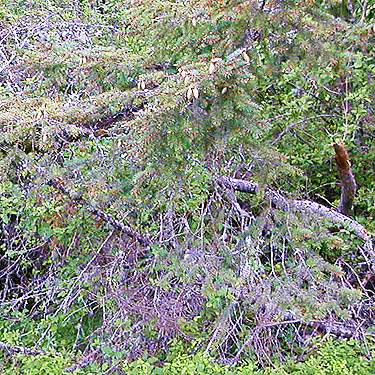 conifer foliage at edge of Lincoln Park, Port Angeles, Washington