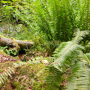 sword fern understory, Verne Samuelson Trail, Valley Creek, S edge Port Angeles, Clallam County, Washington