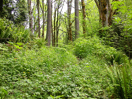 herb-shrub understory, Verne Samuelson Trail, Valley Creek, S edge Port Angeles, Clallam County, Washington