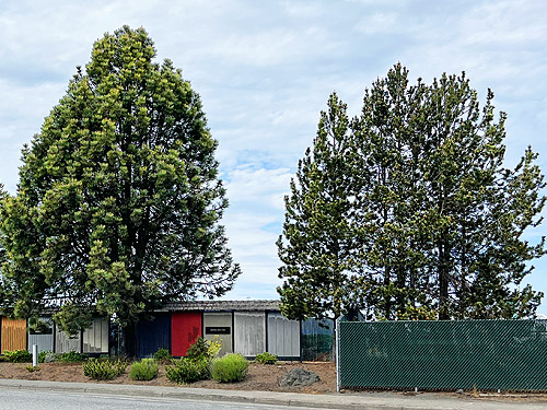 pines on a Port Angeles street, 31 May 2022