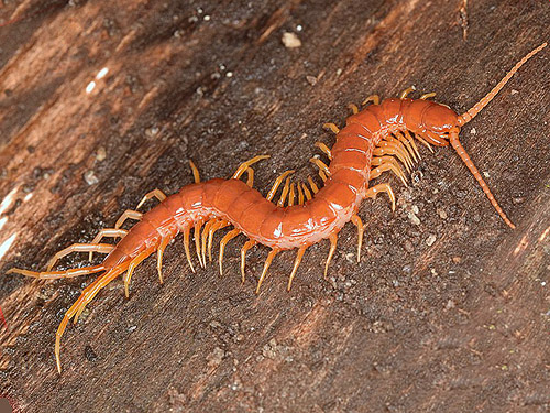 Scolopocryptops sexspinosus centipede from Georgia, representing one from Valley Creek, Clallam County, Washington