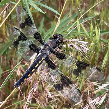 8-spotted dragonfly,gully within bend in Stuhlmiller Road, Douglas County, Washington
