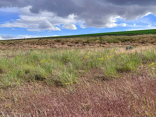 grassy-weedy field,     <tr>      <td width="375"><img src="bigalbum/aprisagetumble.jpg" alt="sagebrush and tumbleweeds, gully within bend in Stuhlmiller Road, Douglas County, Washington" width="375" height="375"></td>     <td width="500"><img src="bigalbum/uefhleaving.jpg" alt="Kathy Whaley and Laurel Ramseyer leaving Humptulips Cemetery near Humptulips, Washington" width="500" height="375"></td>   </tr>   <tr>     <td width="375" class="caption">Sagebrush and tumbleweeds  &nbsp;&nbsp;&nbsp;&nbsp;&nbsp;&nbsp;&copy; Laurel Ramseyer</td>     <td width="500" class="caption">Leaving the cemetery without what they came for    &nbsp;&nbsp;&nbsp;&nbsp;&nbsp;&nbsp;&nbsp;&nbsp;&nbsp;&nbsp;&nbsp;&nbsp;&copy; Rod Crawford</td>   </tr> 
