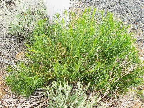 green rabbitbrush Chrysothamnus viscidiflorus, Apricot Orchard Boat Launch on Columbia River, Douglas County, Washington