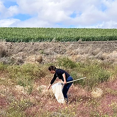 Kathy Whaley sweeping at gully within bend in Stuhlmiller Road, Douglas County, Washington