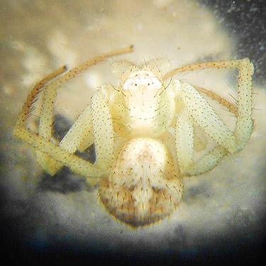 female spider Misumenops (Mecaphesa) lepidus, Apricot Orchard Boat Launch on Columbia River, Douglas County, Washington