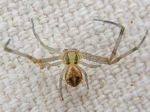 male spider Misumenops (Mecaphesa) lepidus, Apricot Orchard Boat Launch on Columbia River, Douglas County, Washington
