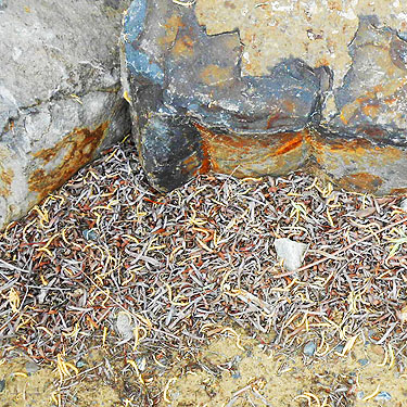 willow leaf litter, Apricot Orchard Boat Launch on Columbia River, Douglas County, Washington