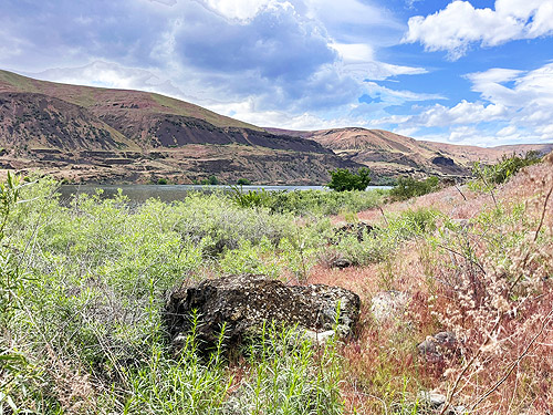 habitats at Apricot Orchard Boat Launch along the Columbia River, Douglas County, Washington