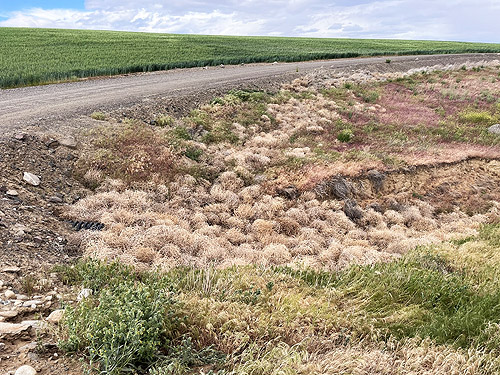 tumbleweeds in gully within bend in Stuhlmiller Road, Douglas County, Washington