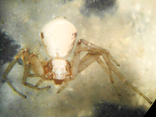 Philodromus insperatus crab spider from sagebrush, gully within bend in Stuhlmiller Road, Douglas County, Washington