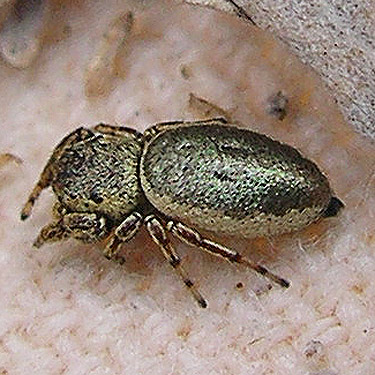 female jumping spider Sassacus papenhoei, Apricot Orchard Boat Launch on Columbia River, Douglas County, Washington