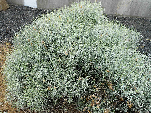 gray rabbitbrush Chrysothamnus nauseosus