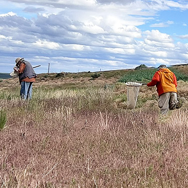 Rod Crawford and Jerry Austin sweeping in gully within bend in Stuhlmiller Road, Douglas County, Washington