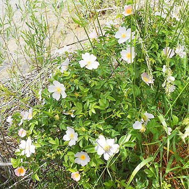 wild rose on bank, Apricot Orchard Boat Launch on Columbia River, Douglas County, Washington