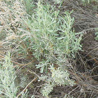 sagebrush, Apricot Orchard Boat Launch on Columbia River, Douglas County, Washington