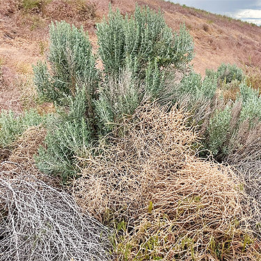 sagebrush and tumbleweeds, gully within bend in Stuhlmiller Road, Douglas County, Washington