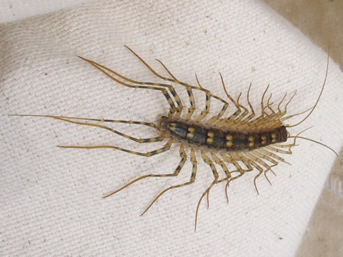 centipede Scutigera coleoptrata from Apricot Orchard Boat Launch on Columbia River, Douglas County, Washington