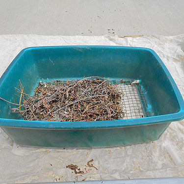 sifter of willow litter, Apricot Orchard Boat Launch on Columbia River, Douglas County, Washington