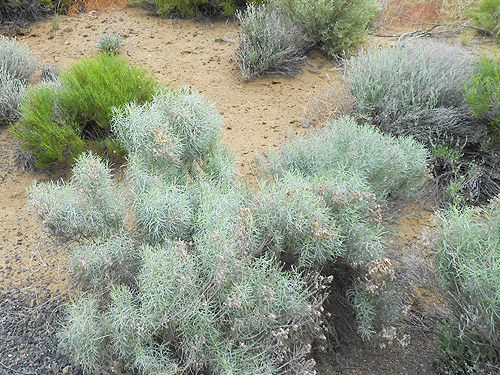 shrub-steppe with rabbitbrush and sagebrush, Apricot Orchard Boat Launch on Columbia River, Douglas County, Washington