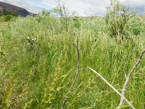 tall riarian grass, Apricot Orchard Boat Launch on Columbia River, Douglas County, Washington