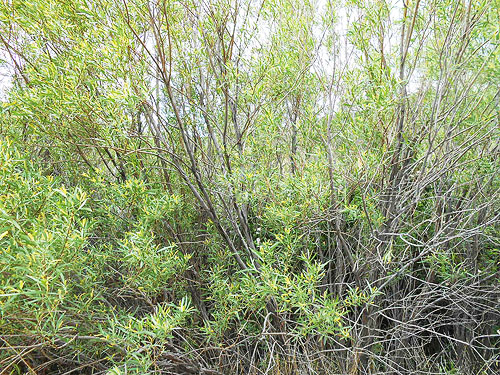 willow thicket, Apricot Orchard Boat Launch on Columbia River, Douglas County, Washington