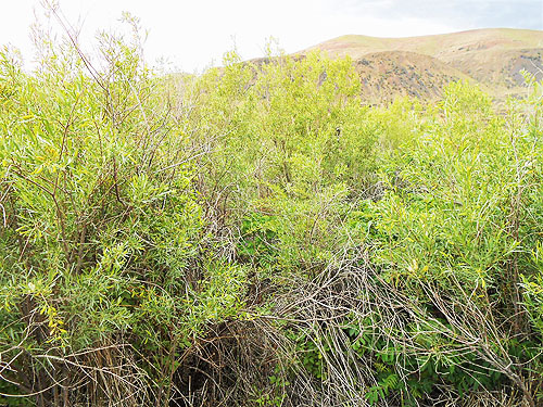 willow thicket, Apricot Orchard Boat Launch on Columbia River, Douglas County, Washington