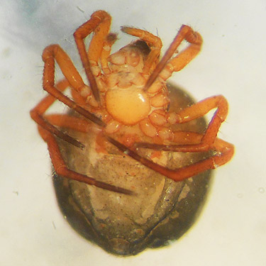 unknown erigonine spider from willow litter, Apricot Orchard Boat Launch on Columbia River, Douglas County, Washington