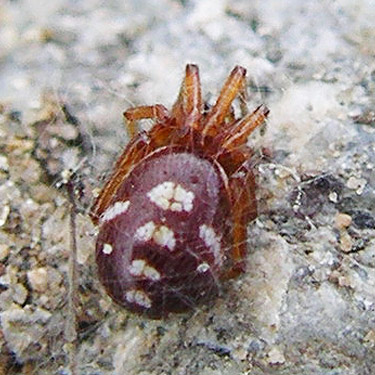 female spider Steatoda washona from under rocks, Apricot Orchard Boat Launch on Columbia River, Douglas County, Washington
