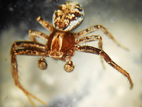 Male crab spider Xysticus cunctator swept at gully within bend in Stuhlmiller Road, Douglas County, Washington