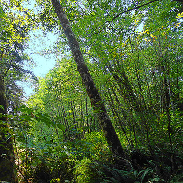 riparian alder trees S side North River south of Artic, Washington