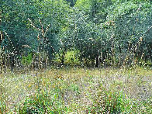 bank below bridge over North River south of Artic, Washington