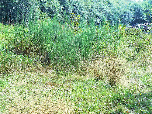 Scots broom in field, S side North River south of Artic, Washington