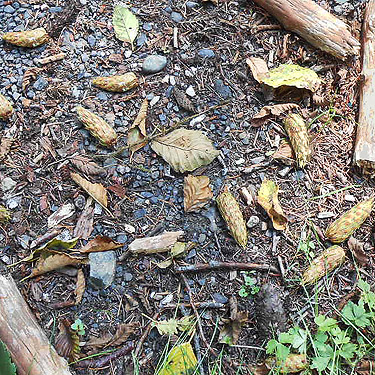 cones on ground, S side North River south of Artic, Washington