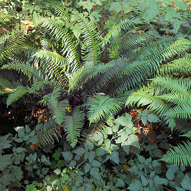 sword fern understory, S side North River south of Artic, Washington