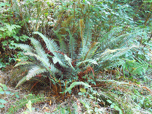 sword fern understory, S side North River south of Artic, Washington