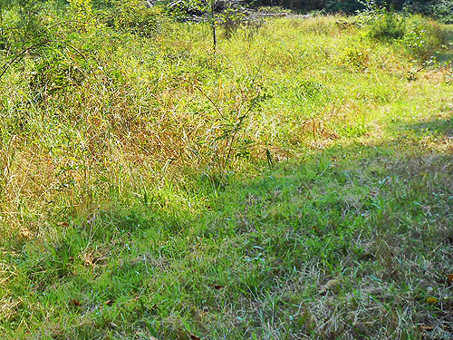 grassy field, S side North River south of Artic, Washington
