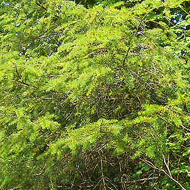 fir foliage, 2 miles south of Artic, Washington