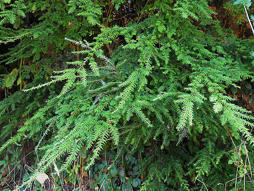 western hemlock foliage, 2 miles south of Artic, Washington