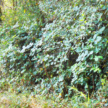 stand of Himalayan blackberry, S side North River south of Artic, Washington
