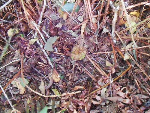 alder-fern leaf litter, S side North River south of Artic, Washington