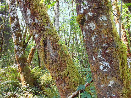 mossy alder trunks, S side North River south of Artic, Washington
