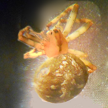 female spider Neoscona arabesca, S side North River south of Artic, Washington