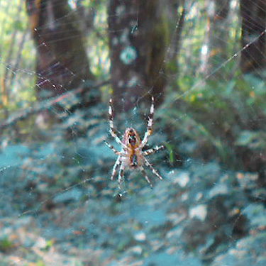 orbweaver Araneus diadematus in web, S side North River south of Artic, Washington
